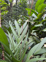 Calyptrogyne ghiesbreghtiana, photograph (c) Aaron Liston, some rights reserved (CC BY)