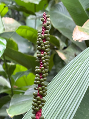 Calyptrogyne ghiesbreghtiana, photograph (c) Aaron Liston, some rights reserved (CC BY)