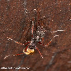 Dolichoderus extensispinus