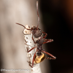 Dolichoderus extensispinus