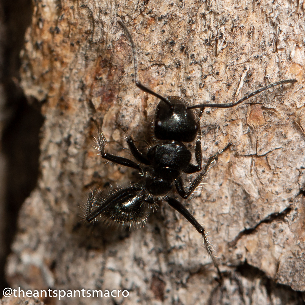 Calomyrmex albopilosus