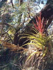 Tillandsia fasciculata