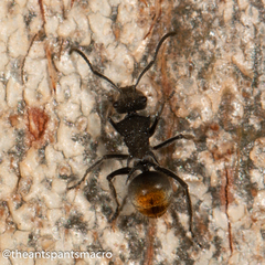 Polyrhachis vermiculosa