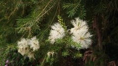 Melaleuca alternifolia