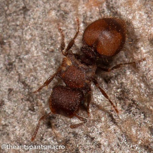 Meranoplus pubescensMeranoplus pubescens