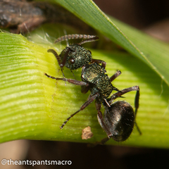 Polyrhachis hookeri