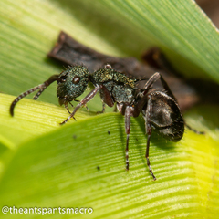 Polyrhachis hookeri