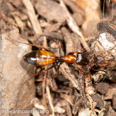 Opisthopsis picta