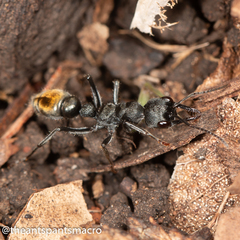 Myrmecia gilberti