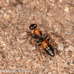 Opisthopsis picta