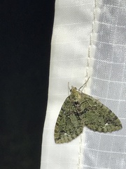Hydriomena albifasciata