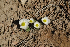 Ranunculus andersonii