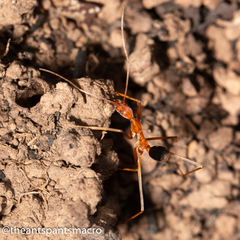Leptomyrmex rufipes