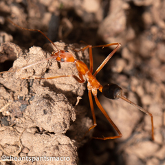 Leptomyrmex rufipes