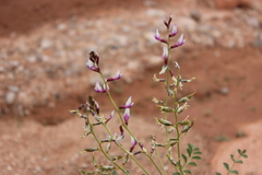Astragalus preussii