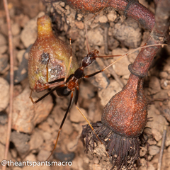 Leptomyrmex rothneyi