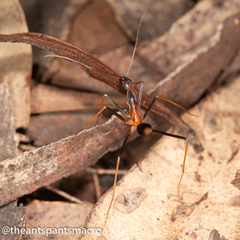 Leptomyrmex rothneyi