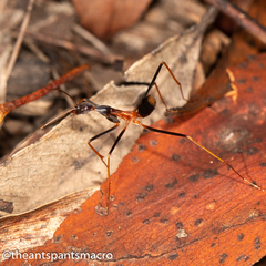 Leptomyrmex rothneyi