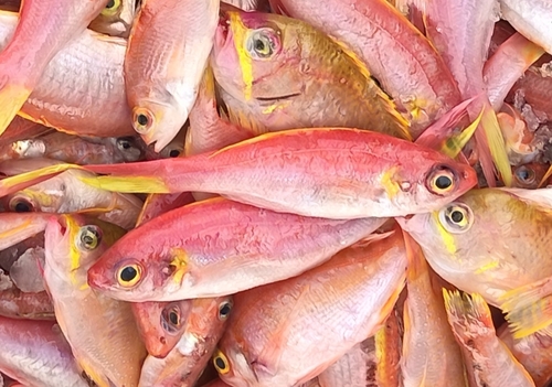 Slopefish (Symphysanodon typus) — Symphysanodontidae