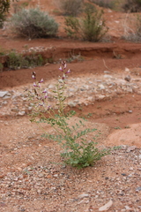 Astragalus preussii