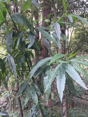 Hibiscus heterophyllus