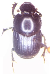 Onthophagus incensus