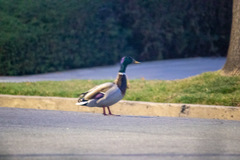 Anas platyrhynchos domesticus
