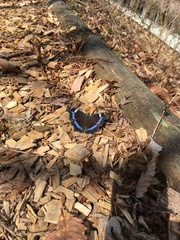 Kaniska canace nojaponicum