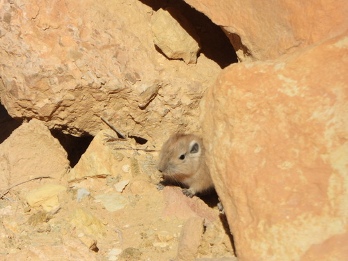 Atlas Gundi