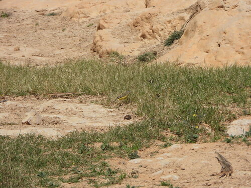 Western Yellow Wagtail