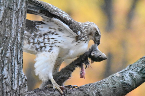 Red-tailed Hawk photographed in Michigan