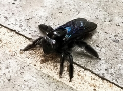 Xylocopa nasalis