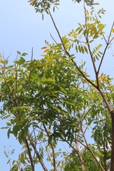 Sapindus mukorossi