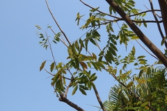 Sapindus mukorossi