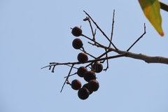 Sapindus mukorossi