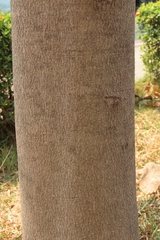 Sapindus mukorossi