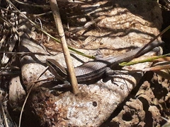 Pholidobolus montium