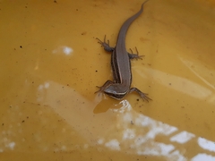 Pholidobolus montium