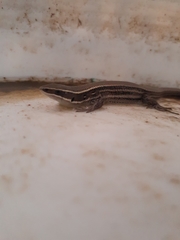 Pholidobolus montium