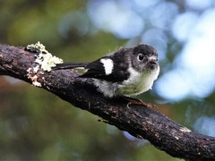 Tomtit photo 4