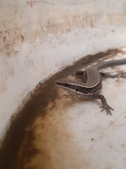 Pholidobolus montium