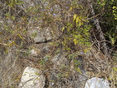 Jacquemontia abutiloides