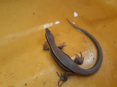 Pholidobolus montium