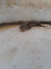 Pholidobolus montium