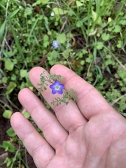Nemophila pulchella