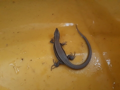 Pholidobolus montium