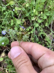 Nemophila pulchella