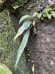 Antrophyum formosanum