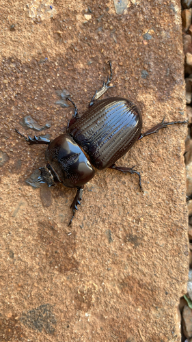 Homophileurus quadrituberculatus