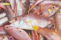 タマガシラ